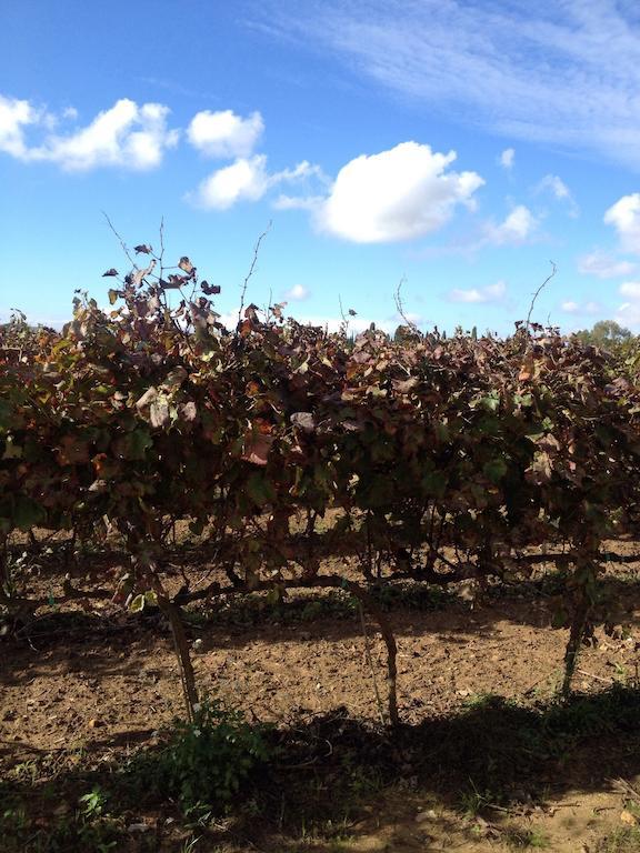 Squinzano Masseria San Polo מראה חיצוני תמונה